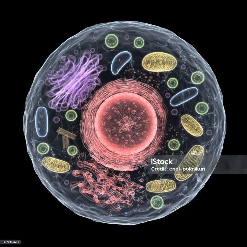 How Cells Regulate Blood Sugar Levels